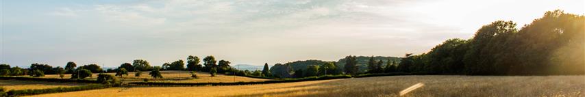 Sunny evening picture of multiple fields and trees